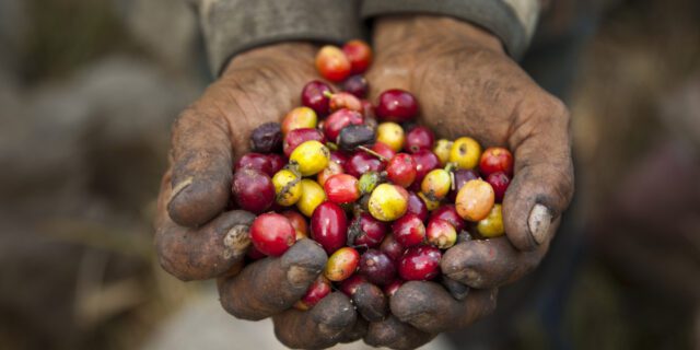 Hands of Coffee Worker Holding Beans